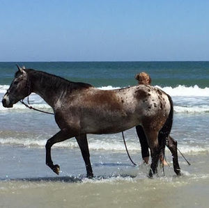 Meet your Posher, Janet